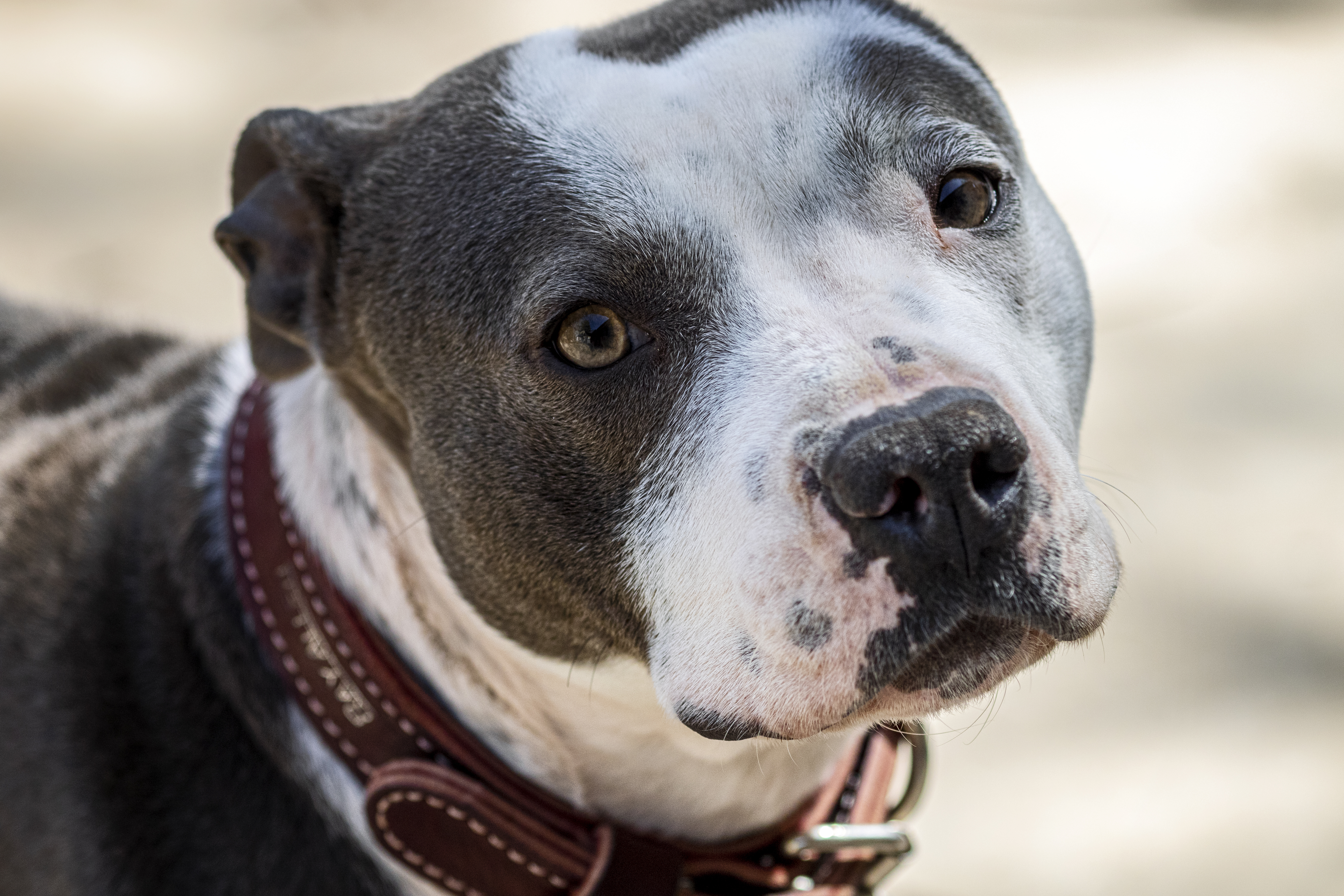 Lottie, an adoptable American Staffordshire Terrier, Boston Terrier in Madison, WI, 53704 | Photo Image 1