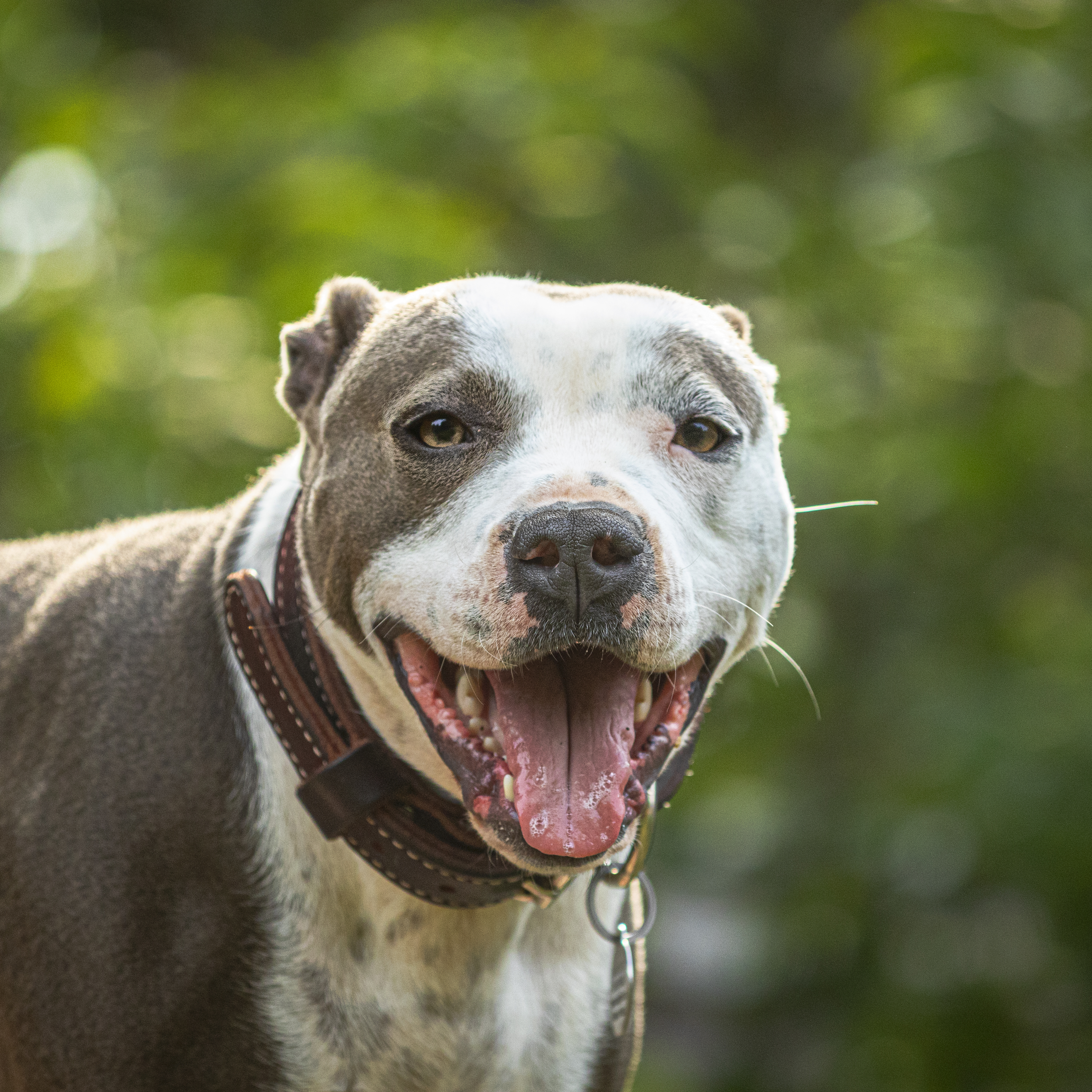 Lottie, an adoptable American Staffordshire Terrier, Boston Terrier in Madison, WI, 53704 | Photo Image 2