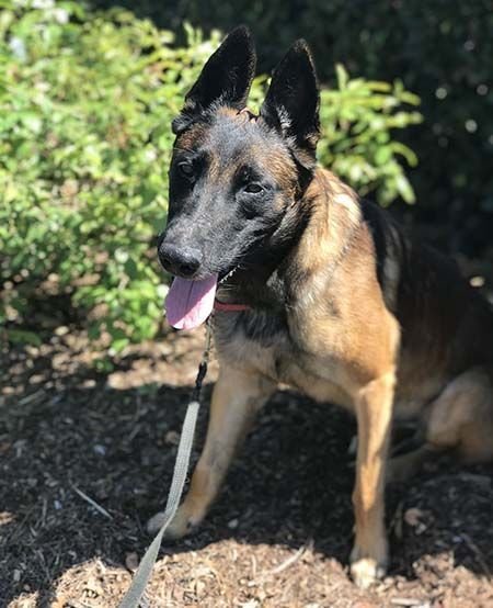 Kodak, belgian shepherd malinois - Dog Photo Contest