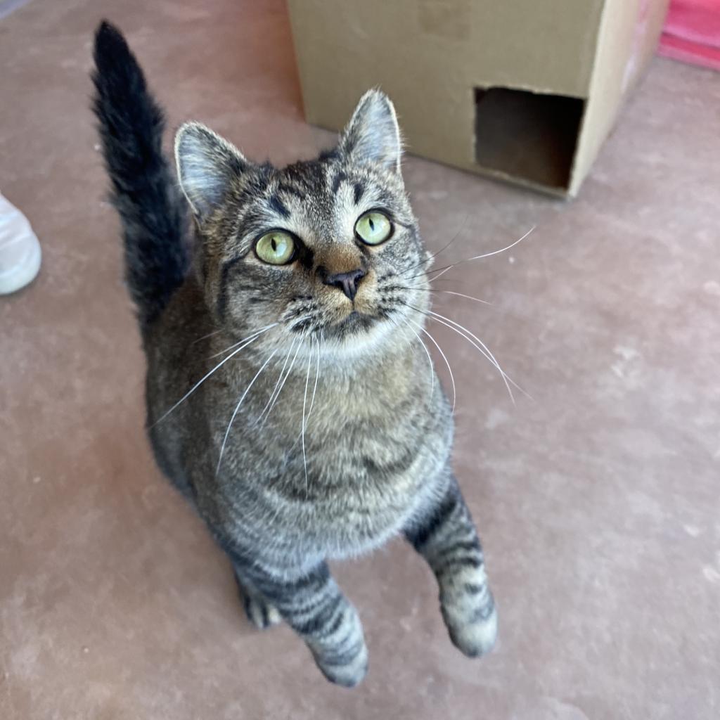 Elton, an adoptable Domestic Short Hair in Kanab, UT, 84741 | Photo Image 1