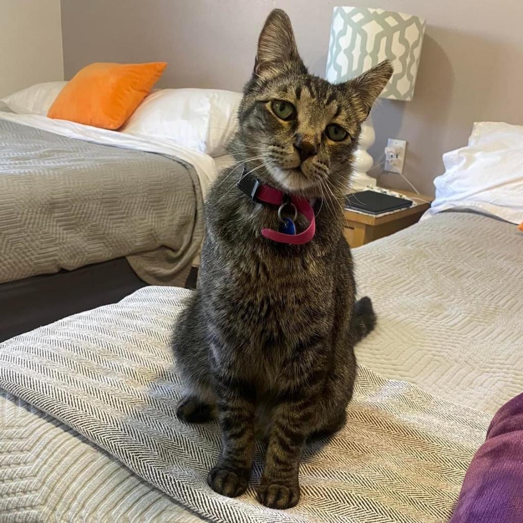 Elton, an adoptable Domestic Short Hair in Kanab, UT, 84741 | Photo Image 6