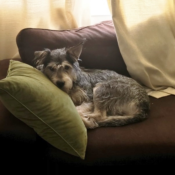 Schnauzer store shepherd mix