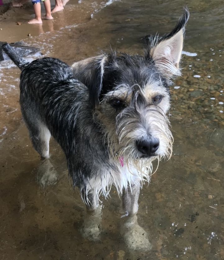 Schnauzer sales shepherd mix