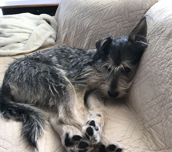 Schnauzer store shepherd mix