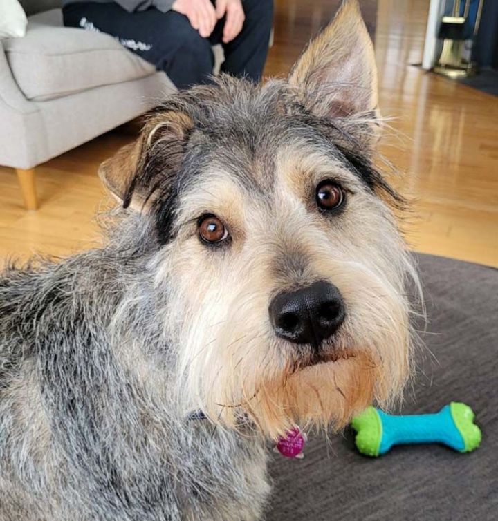 Schnauzer sales shepherd mix