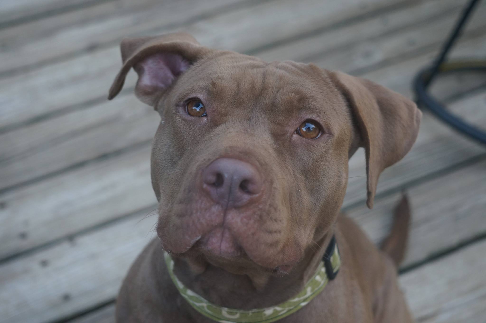 Inessa, an adoptable Pit Bull Terrier in Memphis, TN, 38173 | Photo Image 3