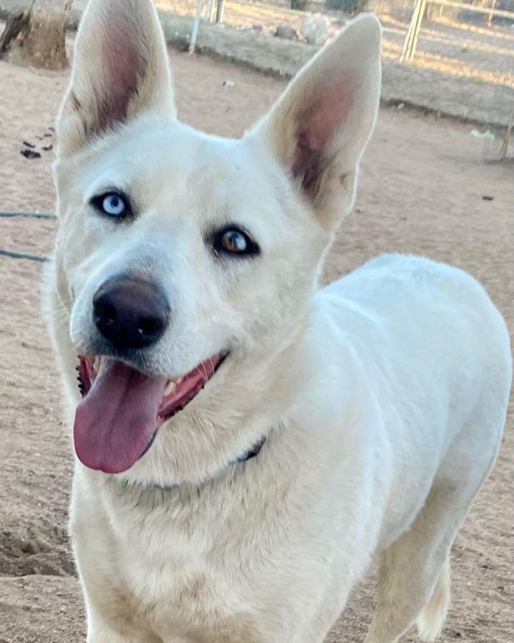 female white german shepherd