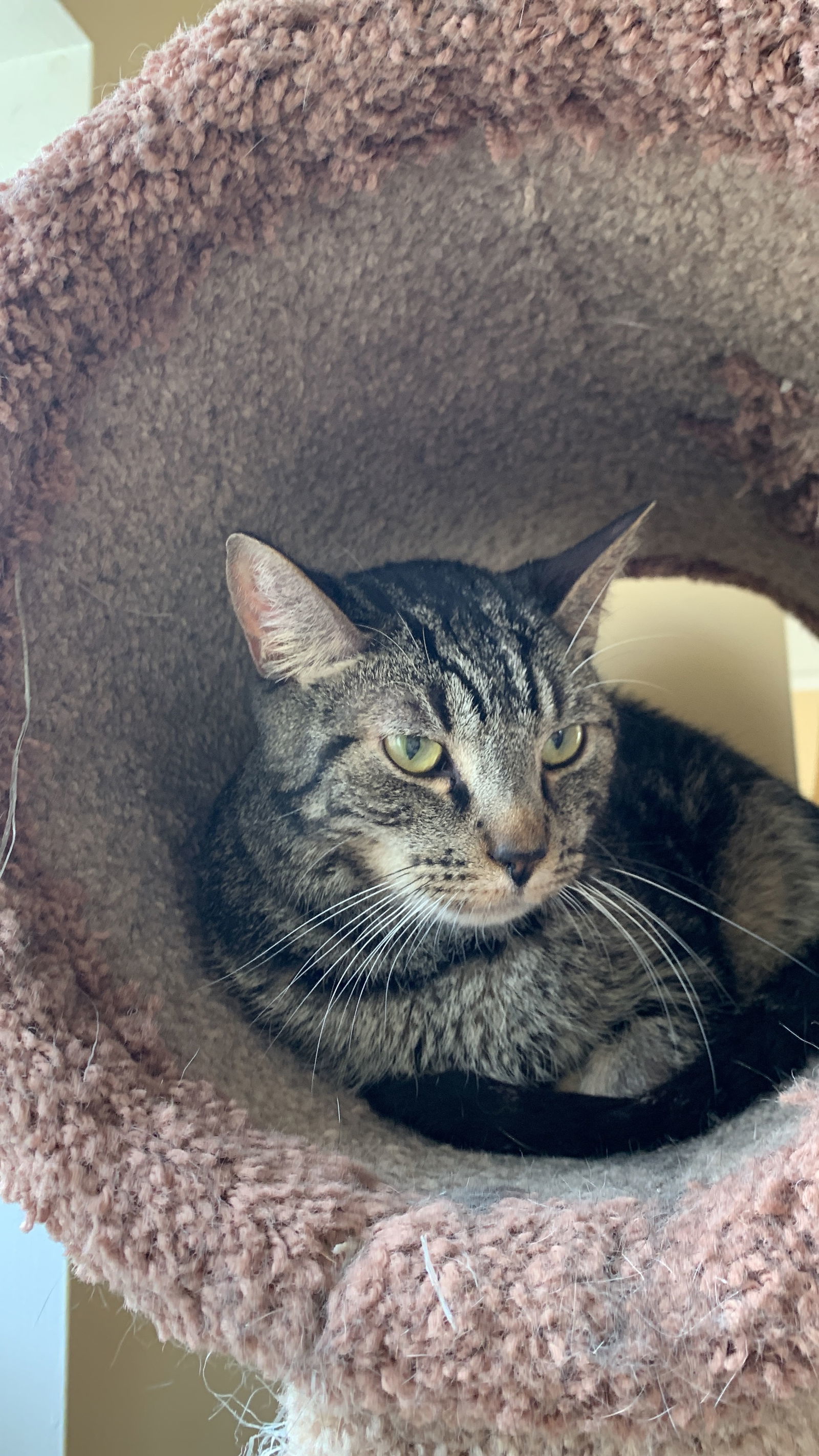 Dean Martin, an adoptable Bengal, Tabby in Buford, GA, 30518 | Photo Image 1