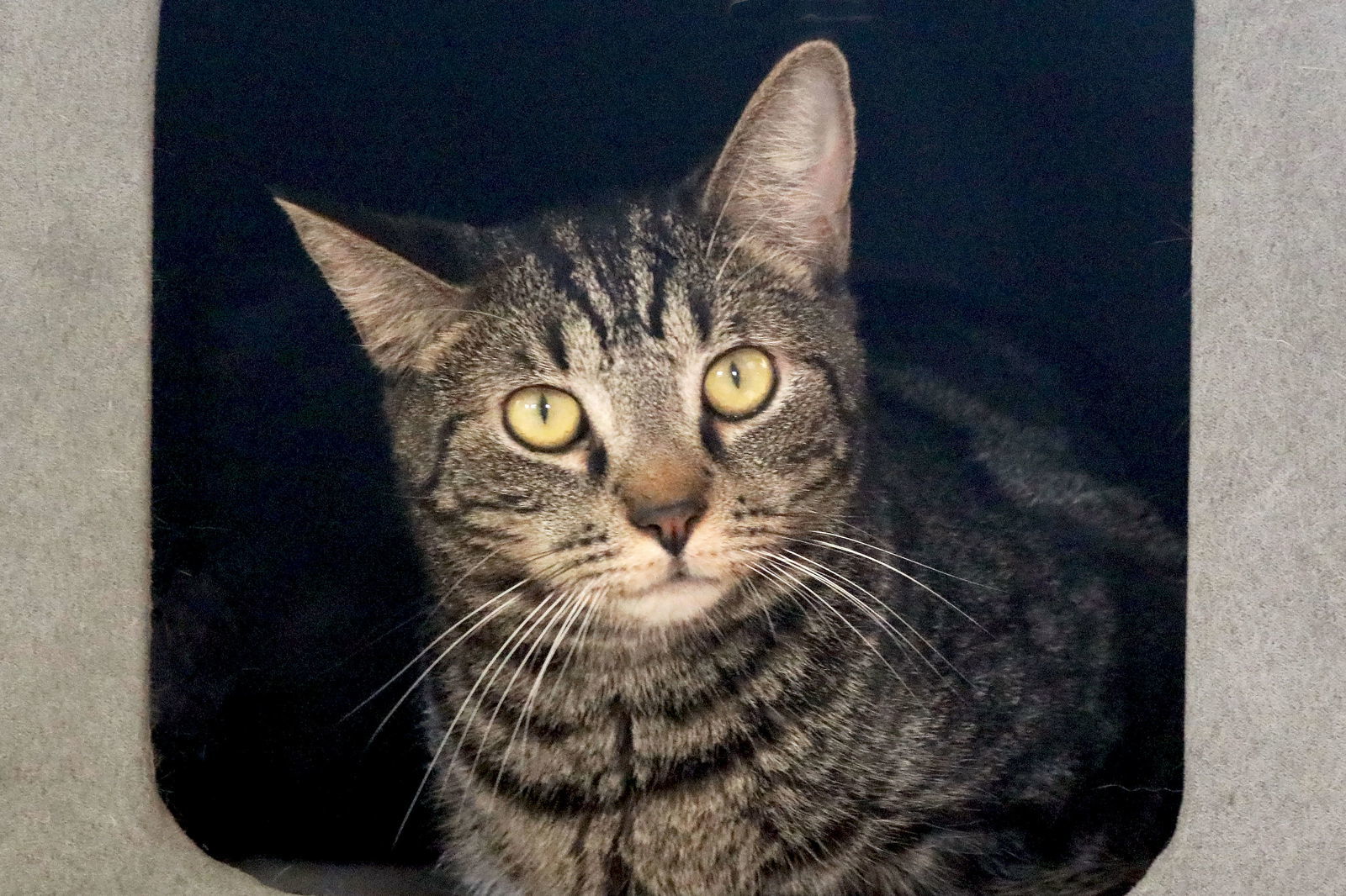 Dean Martin, an adoptable Bengal, Tabby in Buford, GA, 30518 | Photo Image 1