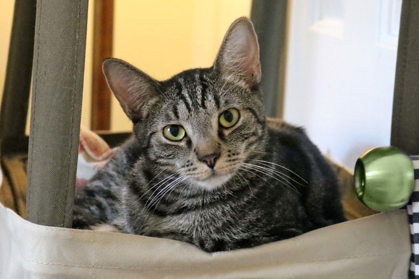 Dean Martin, an adoptable Bengal, Tabby in Buford, GA, 30518 | Photo Image 3