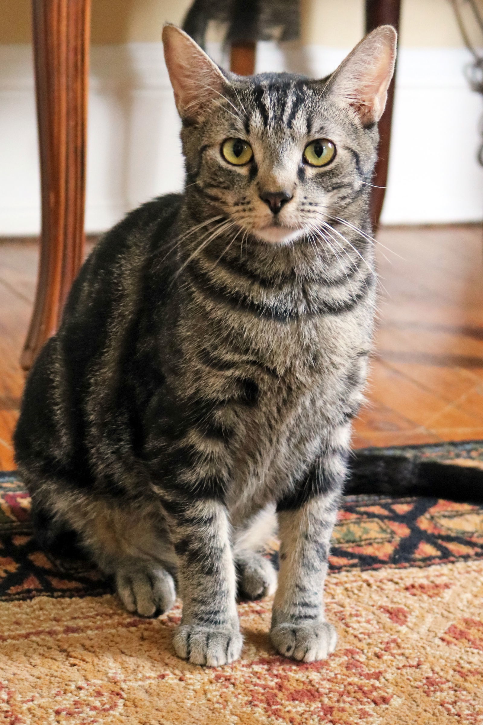 Dean Martin, an adoptable Bengal, Tabby in Buford, GA, 30518 | Photo Image 3