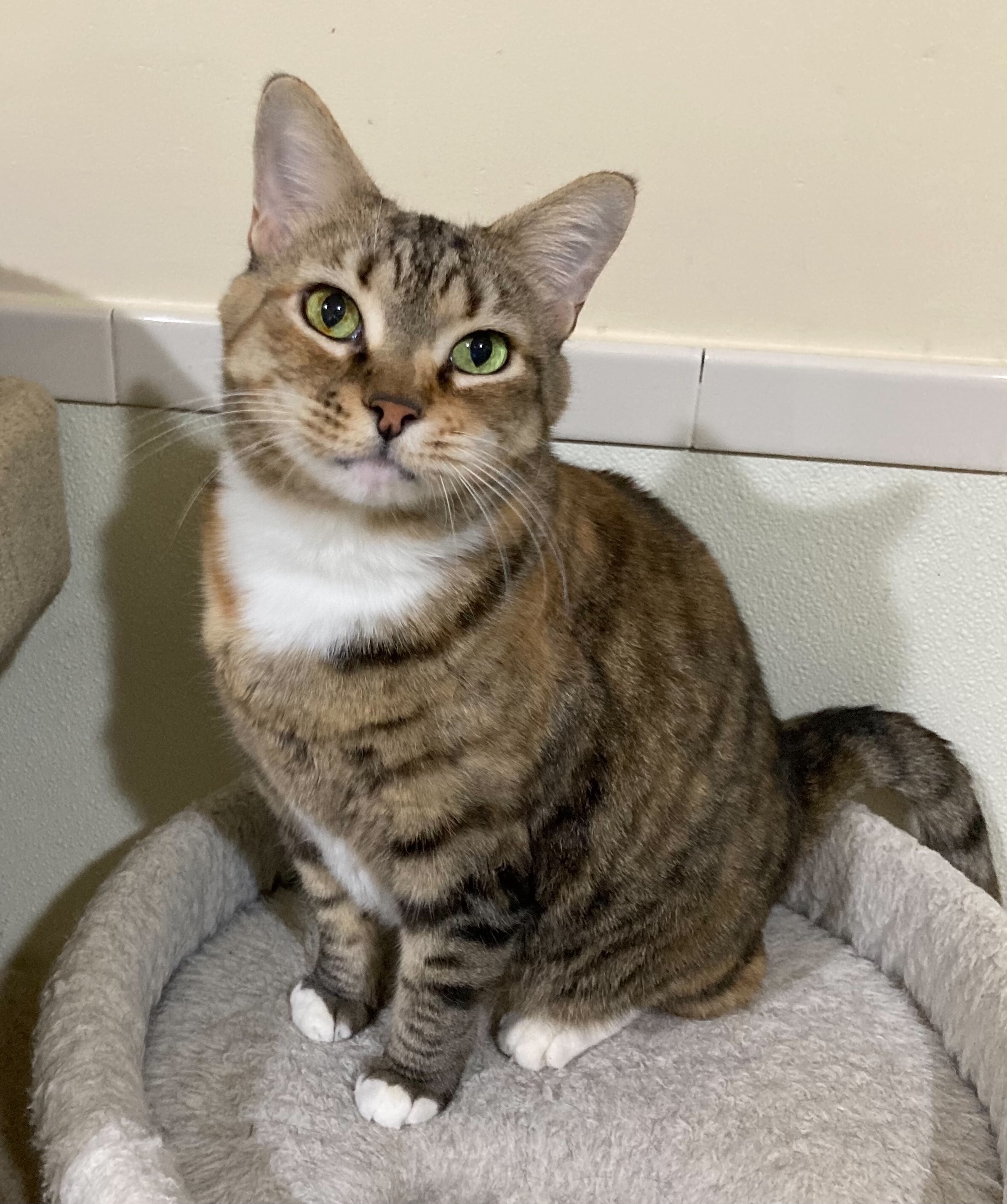 Nala, an adoptable Tabby in Canoga Park, CA, 91303 | Photo Image 1
