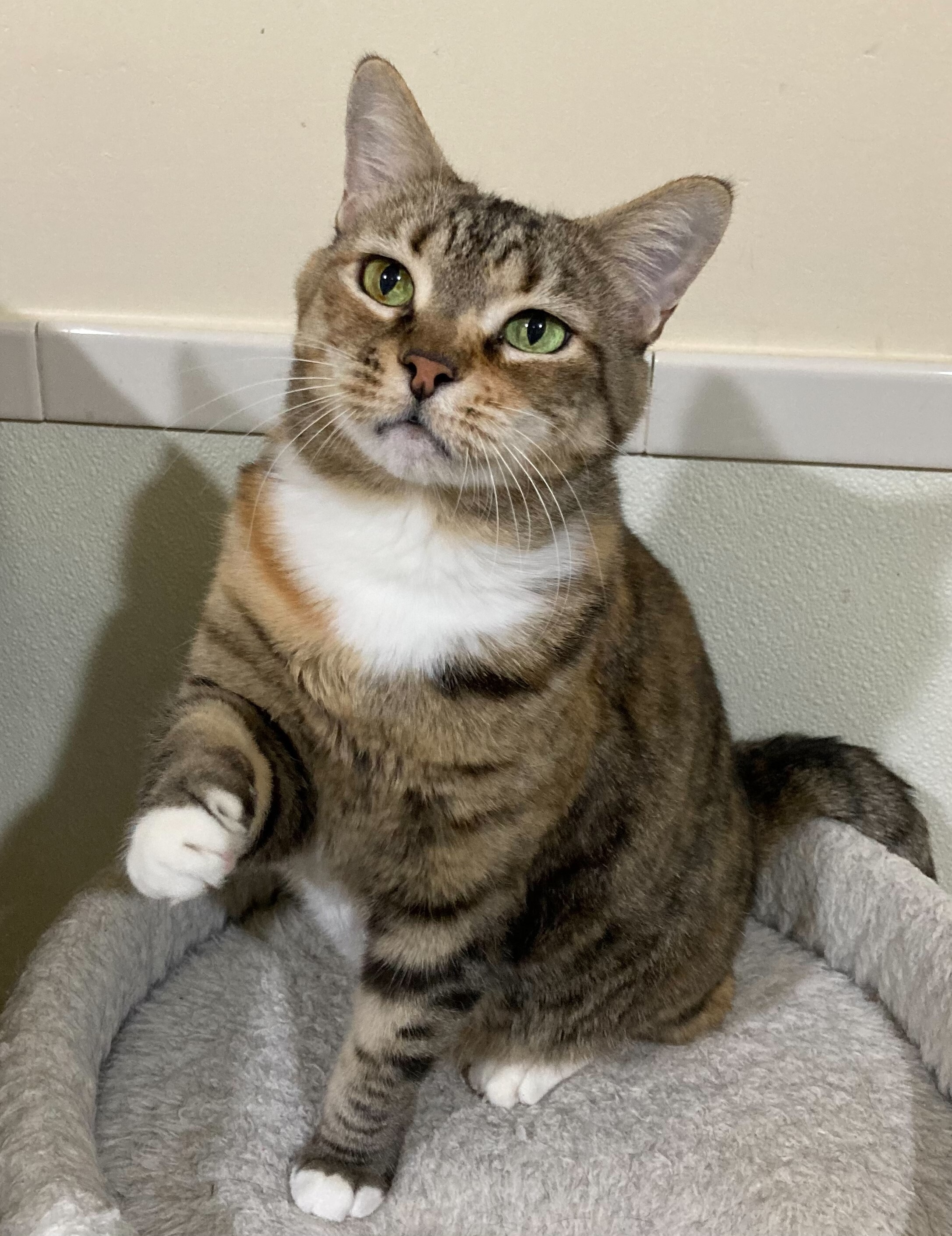 Nala, an adoptable Tabby in Canoga Park, CA, 91303 | Photo Image 2