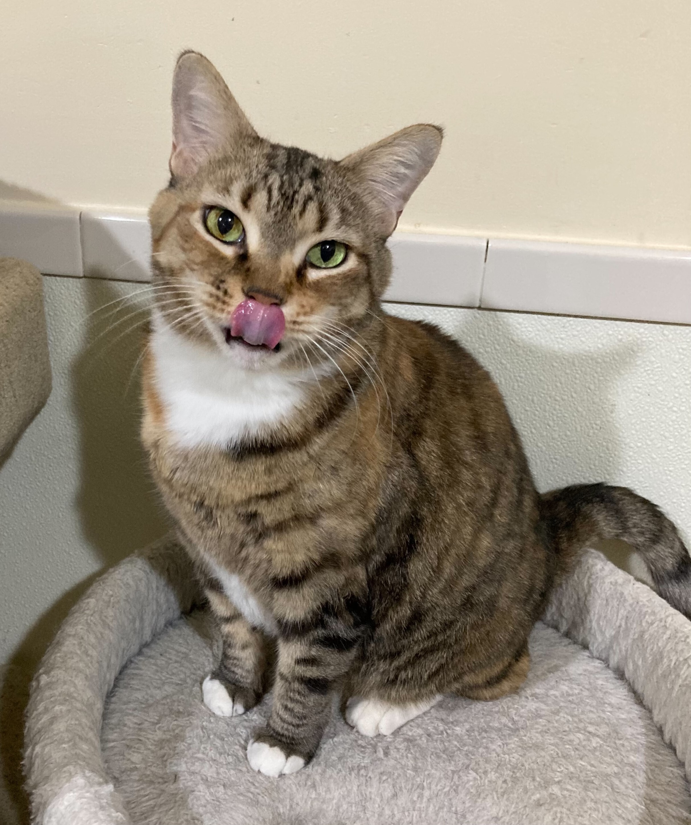 Nala, an adoptable Tabby in Canoga Park, CA, 91303 | Photo Image 3
