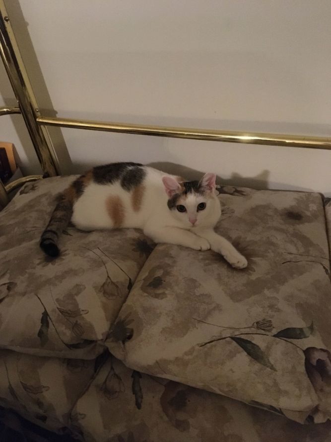 Sweet Pea