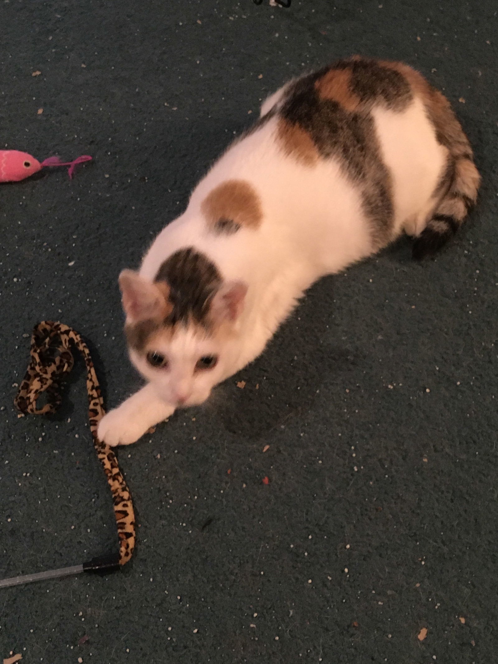 Sweet Pea, an adoptable Calico in Macedonia, OH, 44056 | Photo Image 3