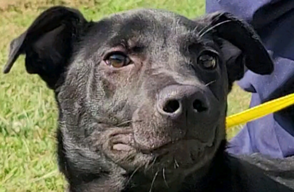 GREGOR, an adoptable Labrador Retriever in Rogers, AR, 72758 | Photo Image 3