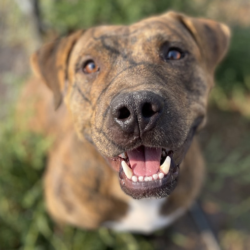 Plott hound mixed with hot sale pitbull