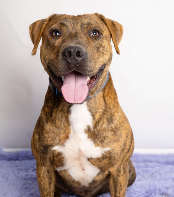 Dog for adoption - Martin, a Pit Bull Terrier & Plott Hound Mix in