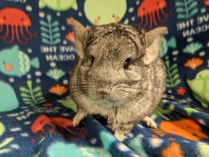 Papachin, an adopted Chinchilla in Fountain Valley, CA_image-1
