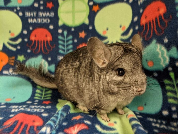 Papachin, an adopted Chinchilla in Fountain Valley, CA_image-5