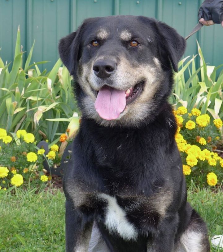 Dog For Adoption Pth Bemo A Shepherd Mix In Batavia Ny Petfinder