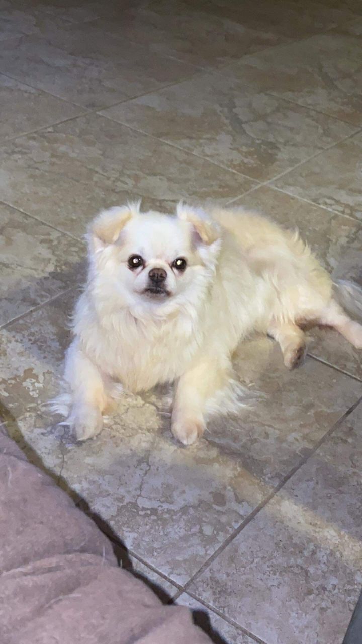 Dog adoption - Chakka, a Chihuahua in Mesa, AZ | Petfinder