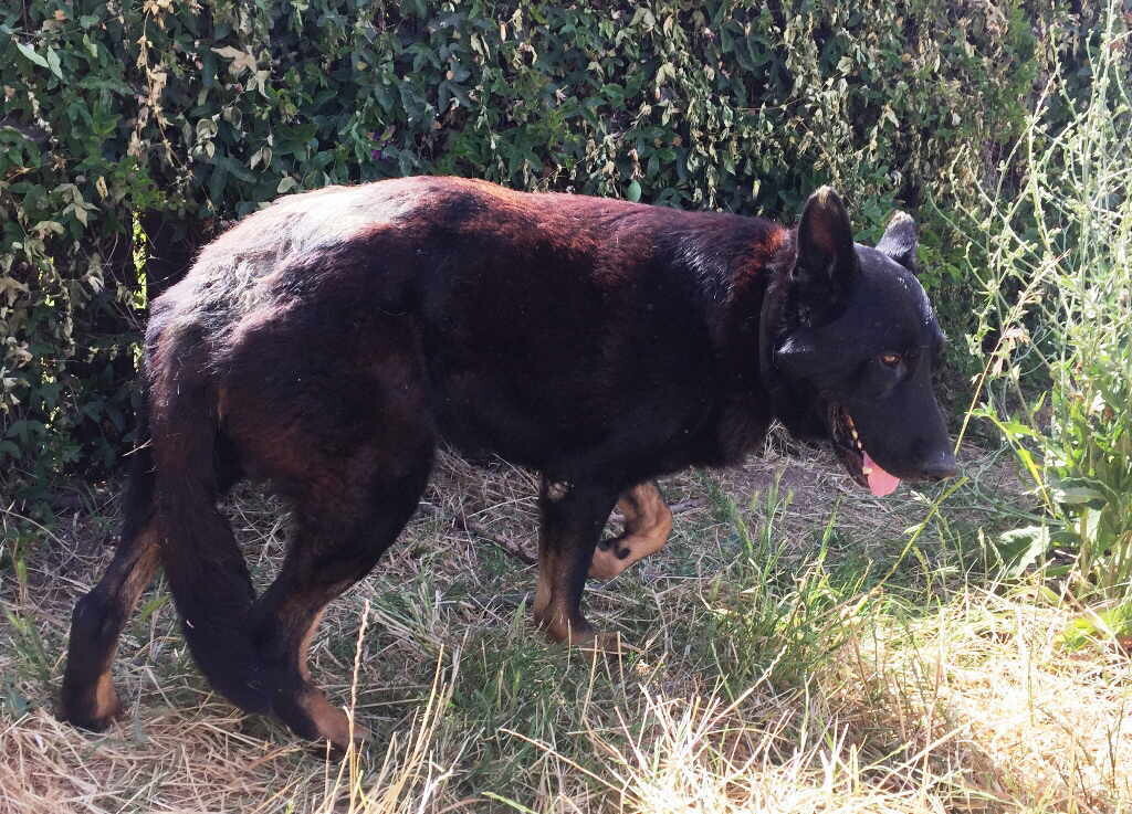 Charlie, an adoptable German Shepherd Dog in Pleasant Grove, CA, 95668 | Photo Image 1