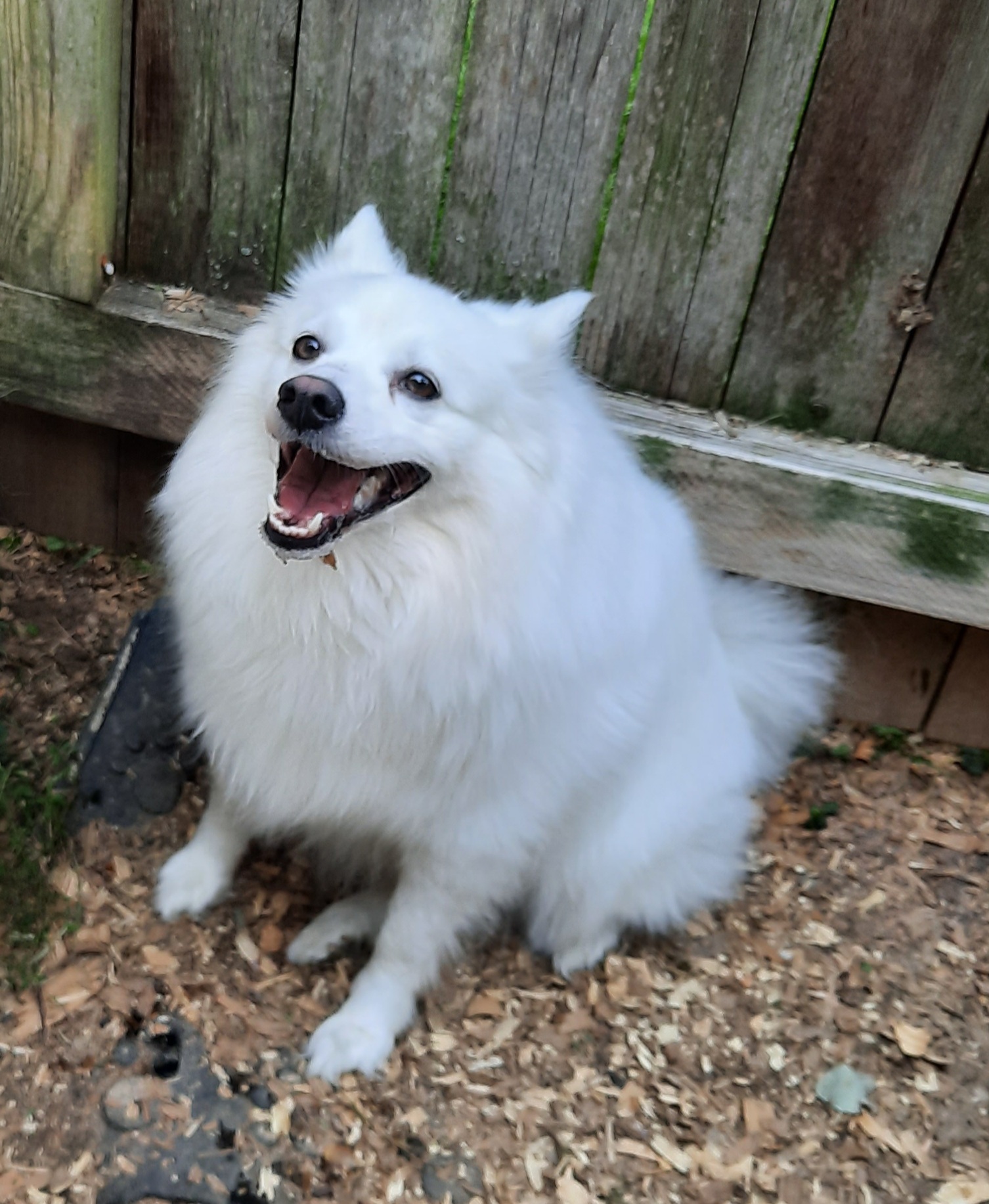 Lily, an adoptable American Eskimo Dog in Maineville, OH, 45039 | Photo Image 2