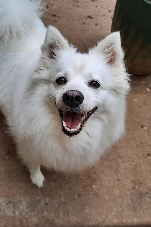 Lily, an adoptable American Eskimo Dog in Maineville, OH, 45039 | Photo Image 1