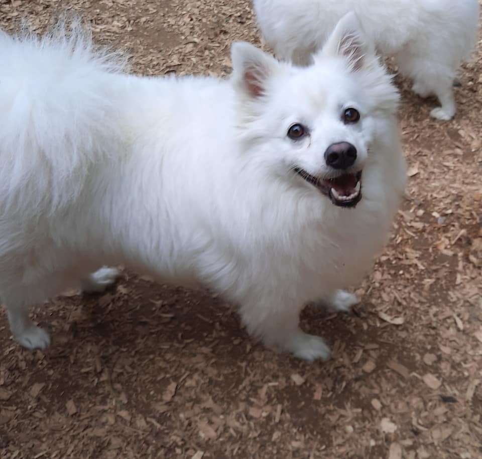 Lily, an adoptable American Eskimo Dog in Maineville, OH, 45039 | Photo Image 3