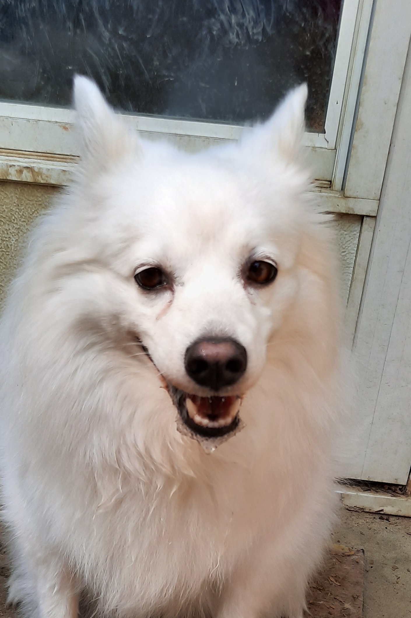 Lily, an adoptable American Eskimo Dog in Maineville, OH, 45039 | Photo Image 4