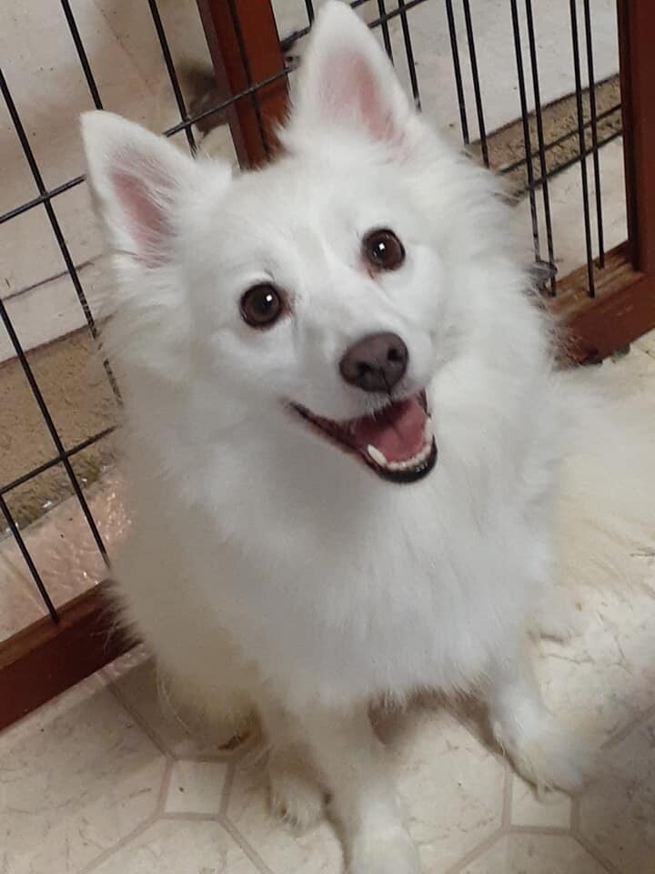 LEXI, an adoptable American Eskimo Dog in Maineville, OH, 45039 | Photo Image 3