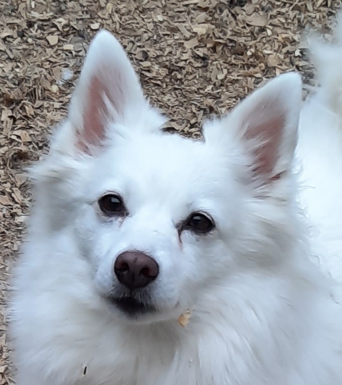 LEXI, an adoptable American Eskimo Dog in Maineville, OH, 45039 | Photo Image 1