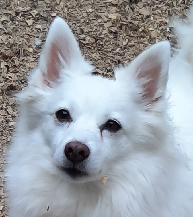 American eskimo hot sale rescue near me