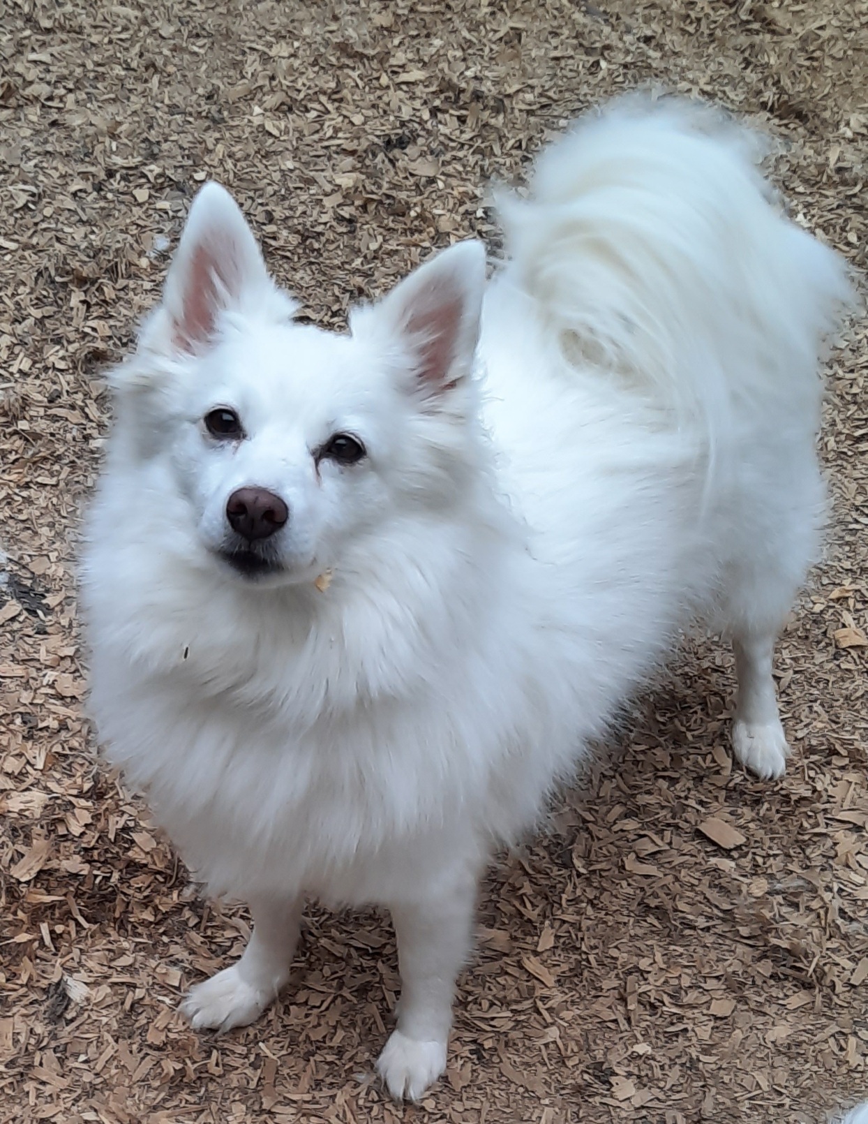 LEXI, an adoptable American Eskimo Dog in Maineville, OH, 45039 | Photo Image 4