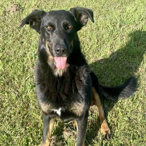 Jamie, an adoptable Doberman Pinscher, Hound in Tylertown, MS, 39667 | Photo Image 2