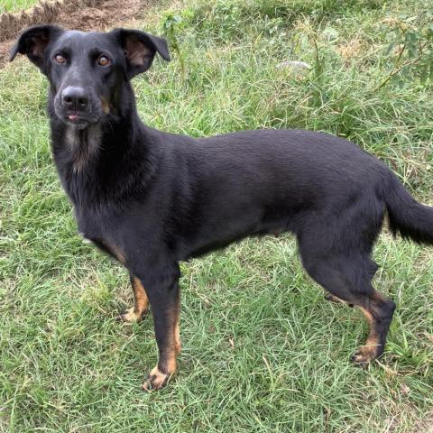 Jamie, an adoptable Doberman Pinscher, Hound in Tylertown, MS, 39667 | Photo Image 3