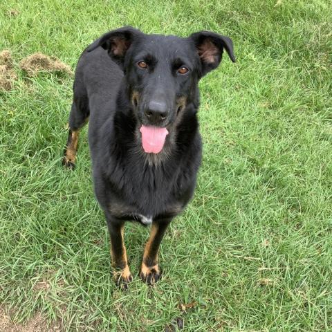 Jamie, an adoptable Doberman Pinscher, Hound in Tylertown, MS, 39667 | Photo Image 4