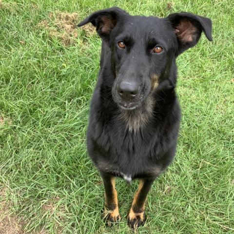 Jamie, an adoptable Doberman Pinscher, Hound in Tylertown, MS, 39667 | Photo Image 5