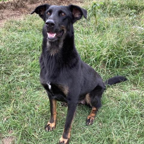 Jamie, an adoptable Doberman Pinscher, Hound in Tylertown, MS, 39667 | Photo Image 1