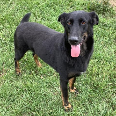 Jamie, an adoptable Doberman Pinscher, Hound in Tylertown, MS, 39667 | Photo Image 6