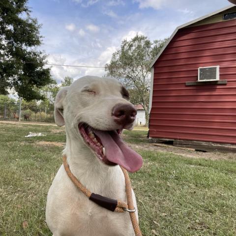 Minerva "Minnie", an adoptable American Staffordshire Terrier in Tylertown, MS, 39667 | Photo Image 2