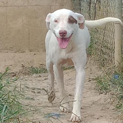 Minerva "Minnie", an adoptable American Staffordshire Terrier in Tylertown, MS, 39667 | Photo Image 3