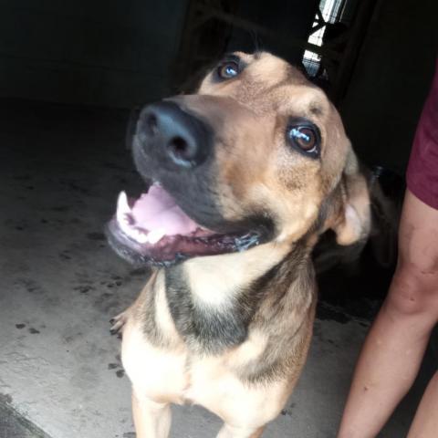 Jasper, an adoptable Labrador Retriever, Shepherd in Tylertown, MS, 39667 | Photo Image 1