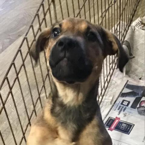 Jasper, an adoptable Labrador Retriever, Shepherd in Tylertown, MS, 39667 | Photo Image 2