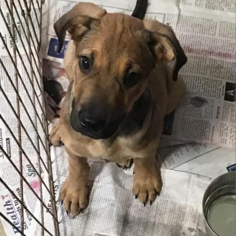 Jasper, an adoptable Labrador Retriever, Shepherd in Tylertown, MS, 39667 | Photo Image 3