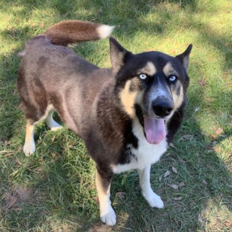 JAX, an adoptable Husky, Shepherd in Tylertown, MS, 39667 | Photo Image 1