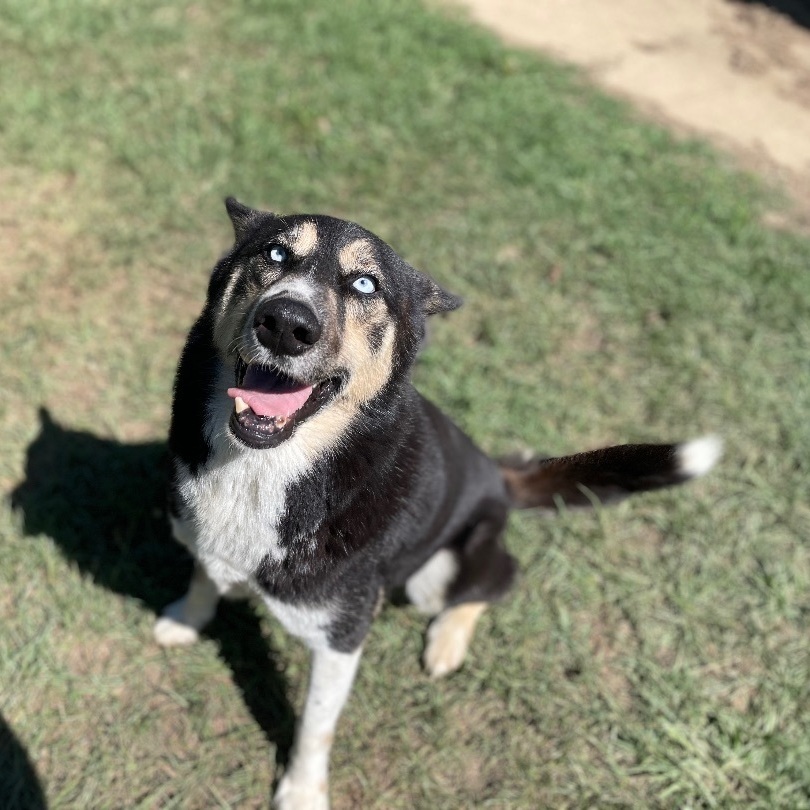 JAX, an adoptable Husky, Shepherd in Tylertown, MS, 39667 | Photo Image 2