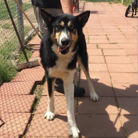 JAX, an adoptable Husky, Shepherd in Tylertown, MS, 39667 | Photo Image 3